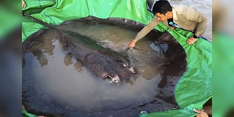 கம்போடியா மீனவர் வலையில் சிக்கிய உலகிலேயே அதிக எடை கொண்ட திருக்கை வால் மீன்!