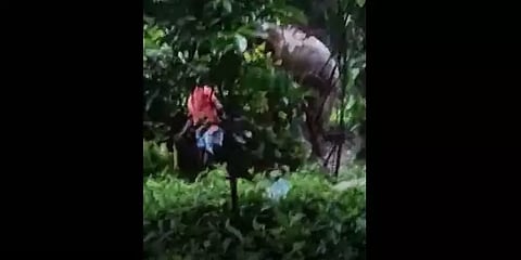 சும்மா சுற்றிய காட்டு யானையை வம்புக்கு இழுத்த நபர் உயிர் தப்பிய அதிசயம்!