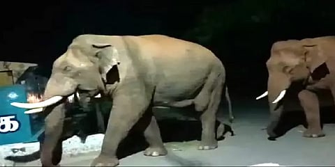 குடியிருப்பு பகுதிகளில் ஜோடியாக உலா வரும் பாகுபலி யானை - அச்சத்தில் மக்கள்