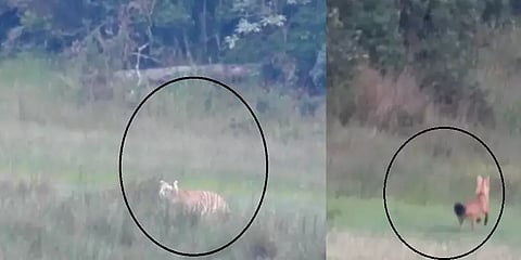 உதகை: புலியை துரத்தும் செந்நாய்கள்... ஊருக்குள்ளும் அடிக்கடி வருவதால் மக்கள் அச்சம்