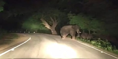 சாலையை மறித்து நின்ற காட்டு யானைகள் - அச்சத்தில் வாகன ஓட்டிகள்