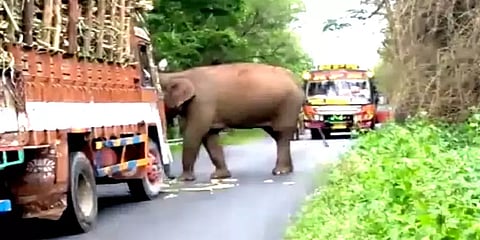 'என்ன ஒரு டேஸ்ட்' - லாரியை வழிமறித்து கரும்பை சுவைத்த ஒற்றை காட்டுயானை