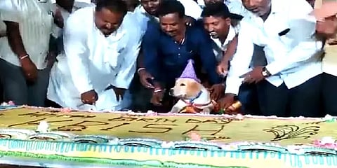 கர்நாடகா: வளர்ப்பு நாய்க்கு 100 கிலோ கேக்வெட்டி பிறந்த நாள் கொண்டாடிய தொழிலதிபர்