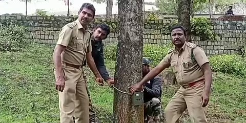 ஊட்டியில் புலி நடமாட்டம் - கண்காணிக்க பொறுத்தப்பட்ட கேமராக்கள்! உஷார் நிலையில் மக்கள்