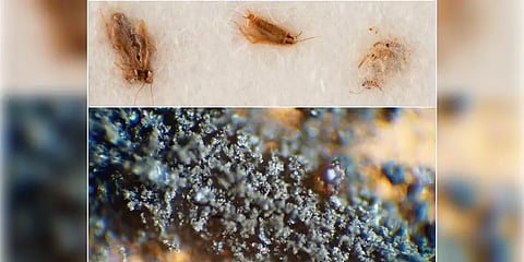 நிலவின் மண்ணையும் அதை தின்ற பூச்சிகளையும் திருப்பிக் கொடுங்கள் - நாசாவின் விநோத கோரிக்கை