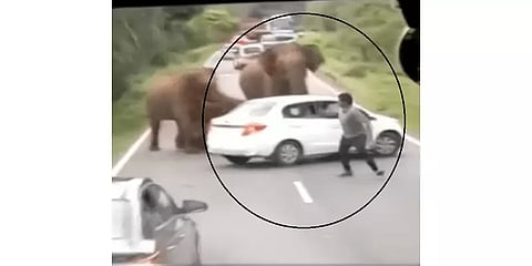 குட்டியுடன் காரை தாக்கிய பெண் யானை - பயத்தில் 'எஸ்கேப்' ஆன பயணி!