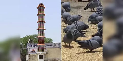 பறவைகள் வாழ்வதற்காகவே கட்டப்பட்ட பிரத்யேக 6 அடுக்கு கட்டடம்! 2000 பறவைகள் தங்கலாம்!