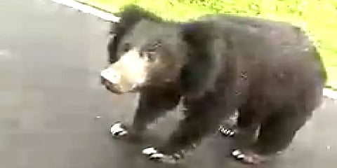 முதுமலை: சாலையில் நடமாடும் கரடிகள் - வாகனங்களை மெதுவாக இயக்க வனத்துறை எச்சரிக்கை