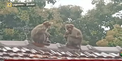 மழையை விஞ்சிய குரங்கின் தாய்ப்பாசம் - நெகிழ்ச்சி காட்சி