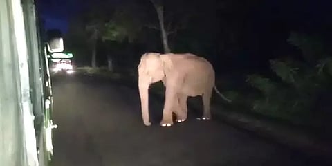 'எங்க ஏரியா உள்ள வராத' அரசுப் பேருந்தை மறித்த காட்டு யானை! - பீதியடைந்த பயணிகள்