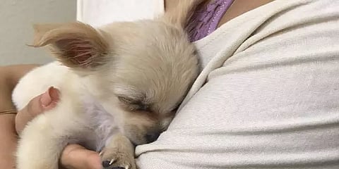 ’ஹாய்.. நான் ச்சூவி’ : கழிவறையில் கைவிடப்பட்ட ஒரு நாய்க்குட்டியின் உருக்கமான கடிதம்!