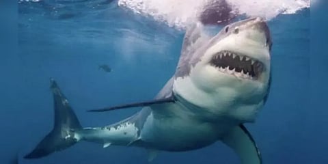 செங்கடலில் குளித்தபோது சுற்றுலா பயணிகளை சுறா மீன் கடித்து குதறிய பயங்கரம்..!