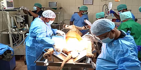 வண்டலூர் பூங்கா: மலக்குடல் பிரச்னையால் அவதி; அறுவை சிகிச்சைப் பின் பெண் சிங்கம் உயிரிழப்பு