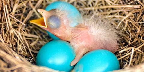 `வலி அதை ஒழி... புது வழி பிறந்திடும்!’- பிறக்கும்போதே பறவைகள் சொல்லிக்கொடுக்கும் பாடம்!