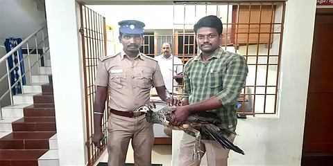 சென்னை: உணவு தேடிவந்த மயிலை துரத்திய நாய்கள் - பத்திரமாக மீட்ட இளைஞர்