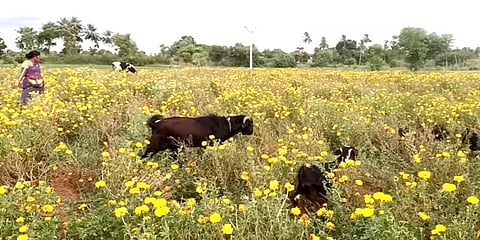 புதுக்கோட்டை: விளைச்சல் இருந்தும் விலையில்லாத பூக்கள் – கால்நடைகளுக்கு உணவாகும் அவலம்