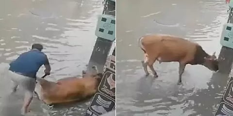 துடிதுடித்த பசுவை மீட்டு இதயத்தை வென்ற இளைஞனின் மனிதநேயம்.. பஞ்சாபில் நடந்த நெகிழ்ச்சி!