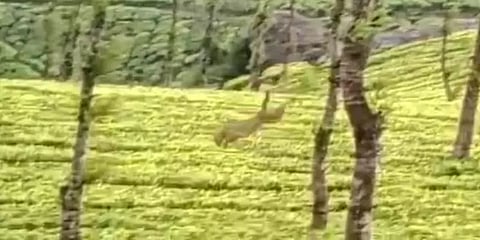 தேயிலை தோட்டத்தில் சுற்றித் திரியும் சிறுத்தை – அச்சத்தில் தொழிலாளர்கள்