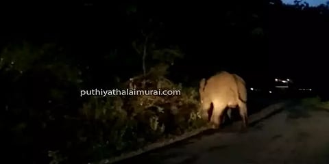 சாலையிலேயே நிகழ்ந்த யானையின் பிரசவம்.. தொந்தரவு செய்யாமல் காத்திருந்த வாகன ஓட்டிகள்