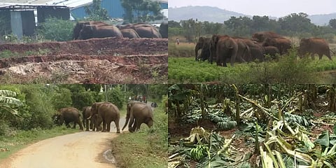 ஊருக்குள் நுழையும் யானைகள்! வனக்காவலர் பற்றாக்குறையா? உணவுப் பற்றாக்குறையா? முழு அலசல்!