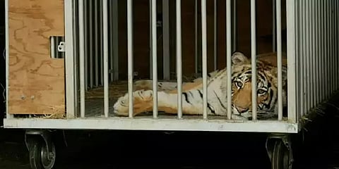 2 வருடத்தில் 21 பேரை கொன்ற 'Man Eater' பெண் புலி - வனத்துறையிடம் சிக்கியது எப்படி?