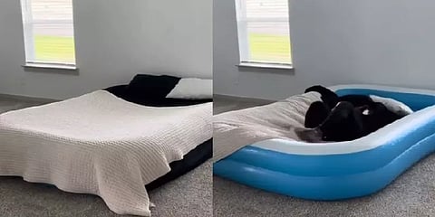 ’டைவர்ஸ் கேக்க இதுகூட நல்ல ஐடியாதான் போலவே’ Prank வீடியோவும், நெட்டிசன்ஸ் ரியாக்ஷனும்!