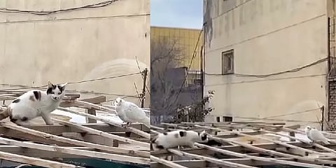 ’எதிர்பாக்கலல.. இப்டி வருவனு எதிர்பாக்கலல’ -புறாவை தாக்க போன பூனையின் வியக்கத்தகு செயல்!