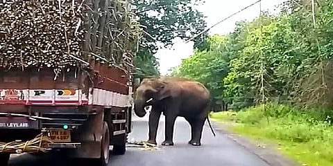 லாரியை வழிமறித்து கரும்பை தின்ற காட்டு யானைகள் - போக்குவரத்து பாதிப்பு