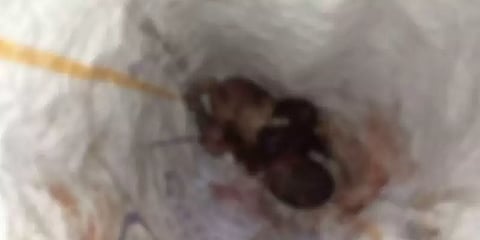 குப்பைத்தொட்டியில் பிளாஸ்டிக் பைக்குள் கிடந்த ஆண் குழந்தையின் சடலம் - போலீஸ் விசாரணை