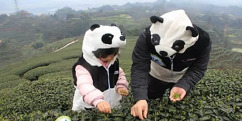 விரும்பி குடிக்கும் டீ இதிலிருந்துதான் தயாரிக்கிறாங்களா? விலைய கேட்டா அசந்துடுவீங்க!