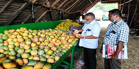 காரைக்கால் திருவிழாவுக்காக டன் கணக்கில் இறங்கும் மாம்பழங்கள்... அதிரடி ஆய்வில் அதிகாரிகள்