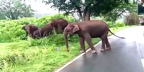 சத்தியமங்கலம்: கரும்பு லாரிகளை எதிர்நோக்கி சாலையில் காத்திருந்த காட்டு யானைகள்