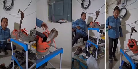 காலணிக்குள் பதுங்கியிருந்த பாம்பு- படமெடுத்த வீடியோ வைரல்!