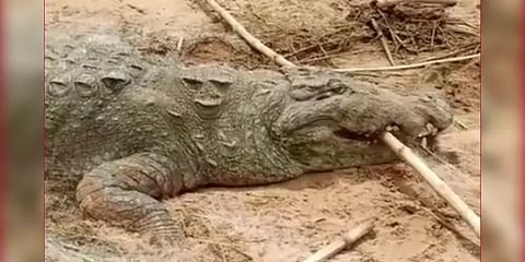 ம.பி: சிறுவனை விழுங்கியதாக முதலைக்கு டார்ச்சர் கொடுத்த கிராம மக்கள் - வீடியோ!