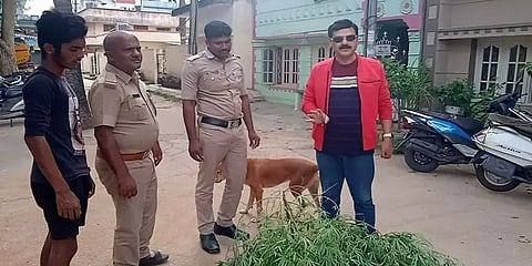 ’யார் பார்த்த வேலை இது’ வீட்டின் பின்புறம் திடீர் கஞ்சா தோட்டம்..ஷாக் ஆன முன்னாள் எம்எல்ஏ!