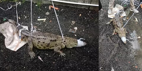 குஜராத் கனமழை: வெள்ளத்தில் நகருக்குள் அடித்து வரப்பட்ட முதலை!