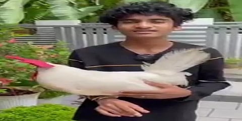 இளைஞரின் கட்டளைக்கேற்ப செயல்படும் சேவல்.. வைரலான வீடியோவால் ஜாக்பாட்அடித்த சினிமா வாய்ப்பு