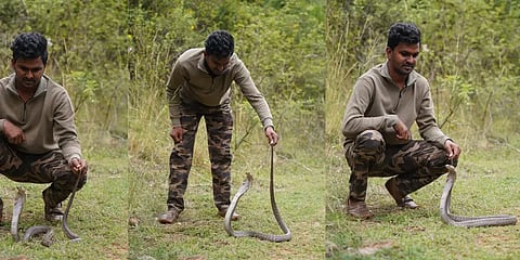 'பாம்புக்கும் வாழ உரிமை இருக்கிறது' -இன்று சர்வதேச பாம்புகள் தினம்