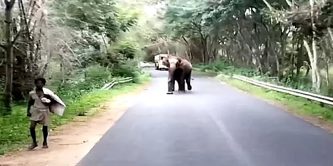 சத்தியமங்கலம்: அருகே வந்த நபரை ஆக்ரோஷத்துடன் துரத்திய காட்டு யானை