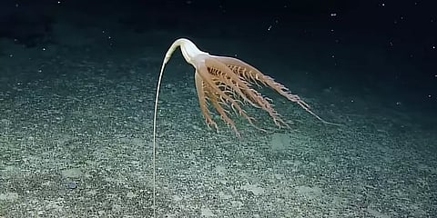 பசிபிக் பெருங்கடலில் கண்டறியப்பட்ட விசித்திர விலங்கு - வைரலாகும் போட்டோஸ்