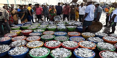 ஆடிமாதம் முதல் ஞாயிறு: காசிமேட்டில் மீன் விற்பனை ஜோர்!- வஞ்சிரம் எவ்வளவு?