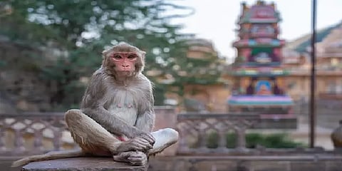 மாடியில் இருந்து 4 மாதக் குழந்தையை தூக்கி வீசிய குரங்கு - உ.பி.யில் சோகம்