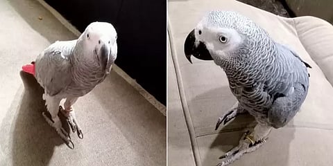 கிளியை கண்டுபிடித்து கொடுத்தால் ரூ.50 ஆயிரம் பரிசு - நூதன விளம்பரம் செய்த நபர்