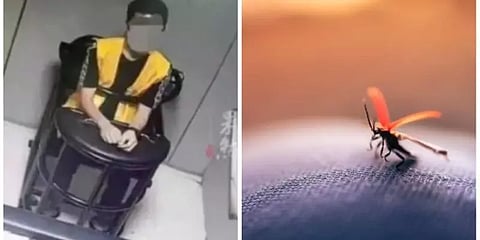 கொசுவுக்கு மரபணு சோதனை நிகழ்த்தி திருடனை கைது செய்த சீன போலீஸ்... முழு விபரம்!