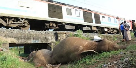 ரயிலில் அடிபட்டு உயிரிழந்த யானைகள் எத்தனை? - மத்திய ரயில்வே அமைச்சகம் பதில்