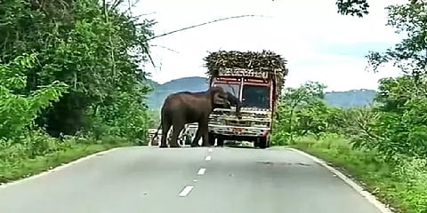 லாரியை வழிமறித்து கரும்பை சுவைத்த காட்டு யானை – அச்சமடைந்த வாகன ஓட்டிகள்