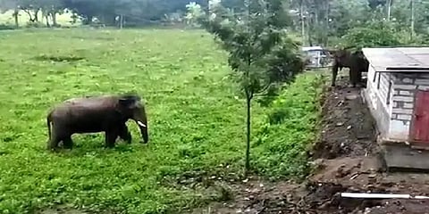 சத்தியமங்கலம்: ஊருக்குள் புகுந்து விளை நிலங்களை துவம்சம் செய்த காட்டு யானைகள்