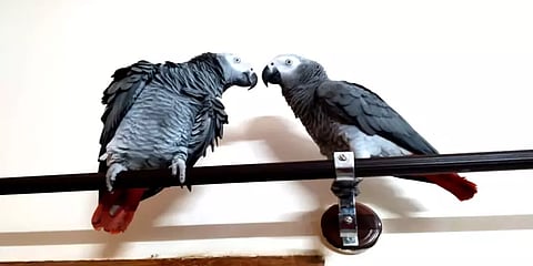 பரிசுத் தொகையை உயர்த்தினால் காணாமல்போன கிளி கிடைக்கும் - மெய்யான ஜோதிடரின் வாக்கு