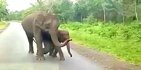 என்னடா செல்லம் கரும்பு லாரியவே காணாம்: குட்டியுடன் சாலையில் உலாவந்த காட்டுயானை