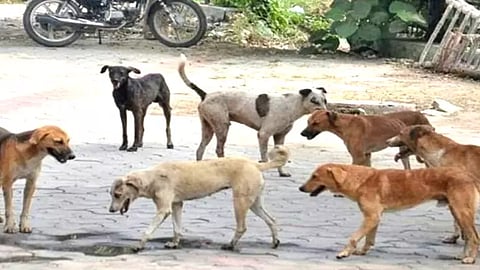 street dogs